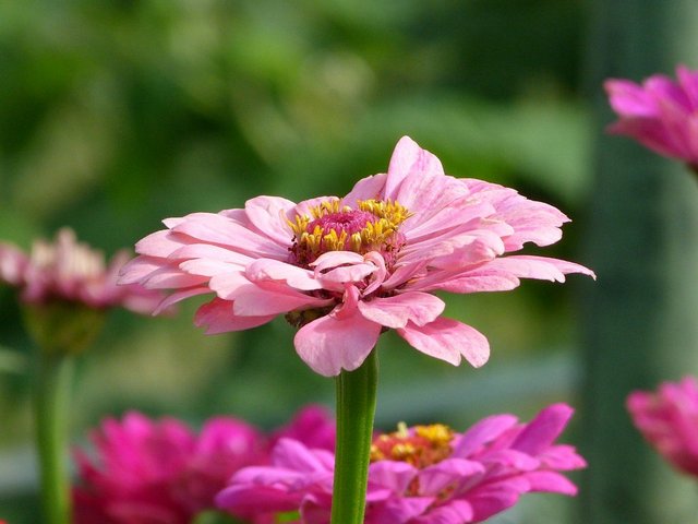 Zinnien