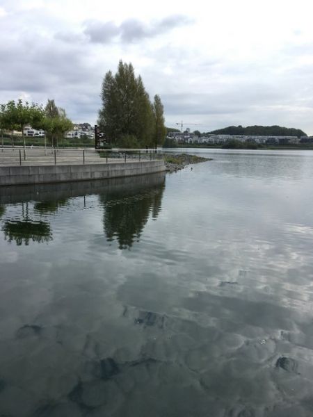 Phönixsee