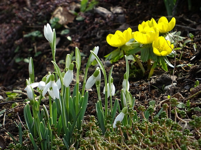 Schneeglöcken und Winterlinge