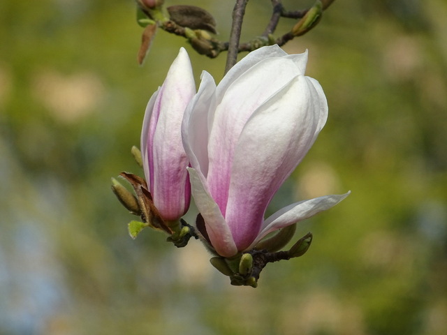 Magnolien