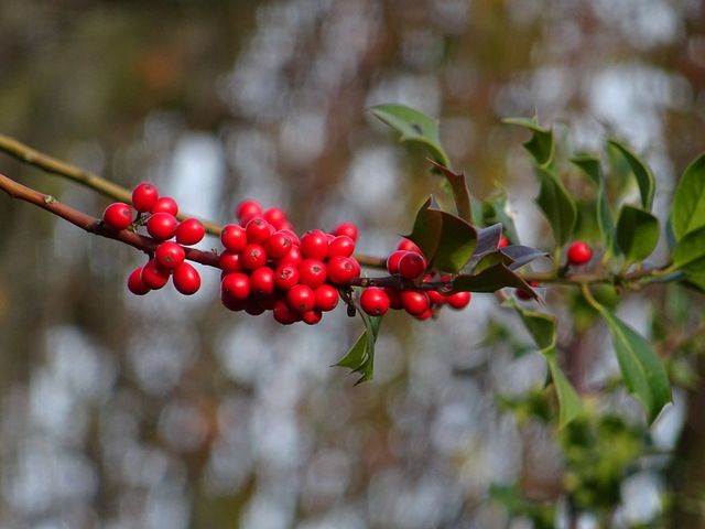 Zweig mit roten Beeren