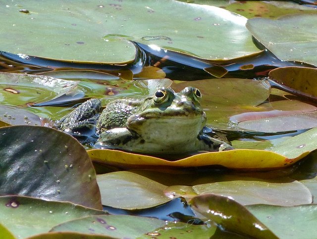 Frosch