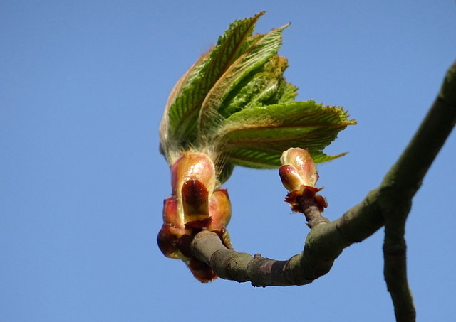 Knospe vom Kastanienbaum