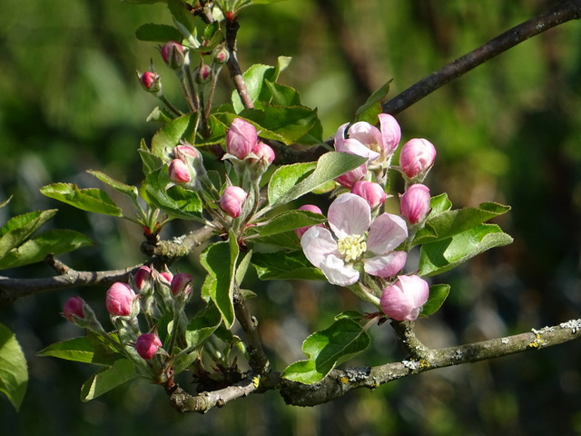 Apfelbaum Knospen und Blüten