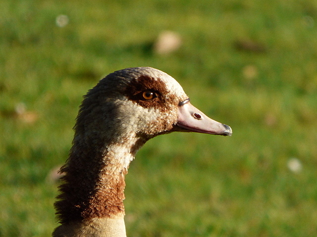 Nilgans