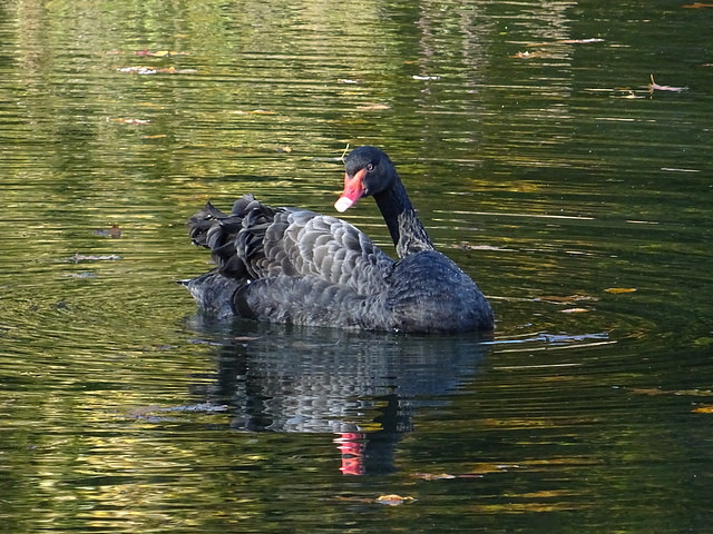 Trauerschwan