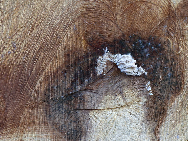 Gefällter Baum