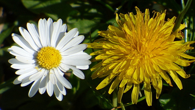 Gänseblümchen und Löwenzahn