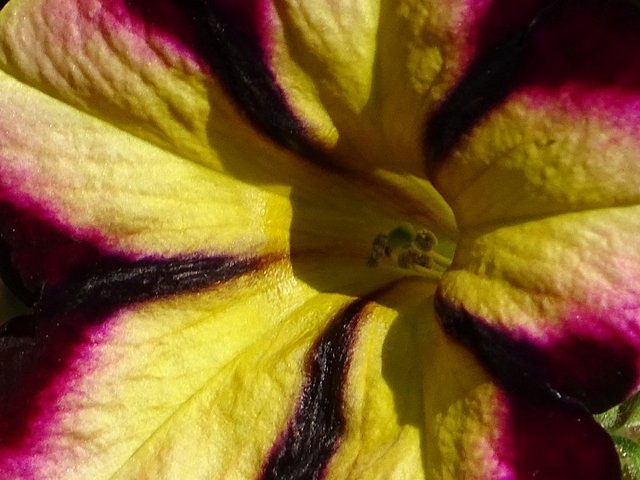Blüte