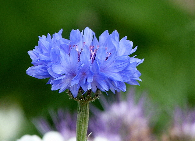 Kornblume