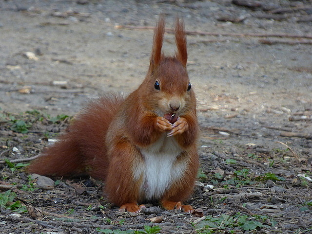 Eichhörnchen
