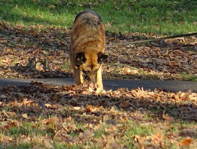 Schäferhund