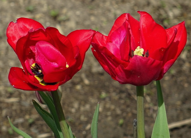 Tulpen