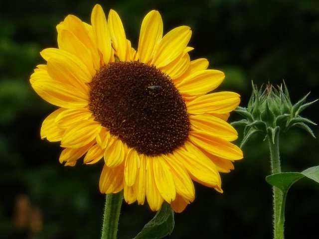 Sonnenblume