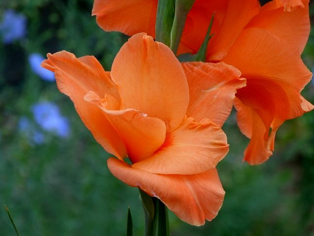 Gladiolenblüte
