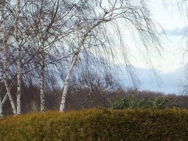 Birken im Sturm