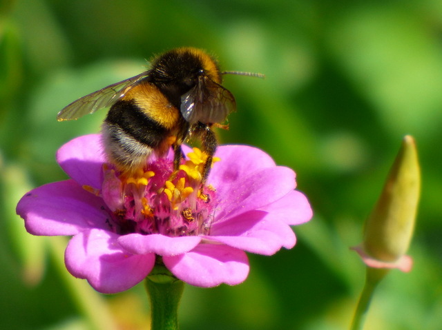 Hummel auf Zinnie