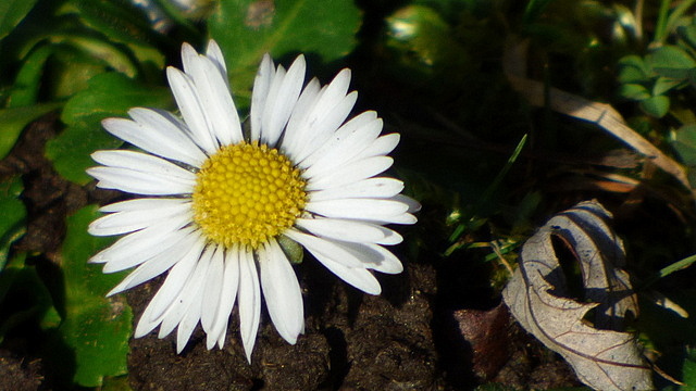 Gänseblümchen