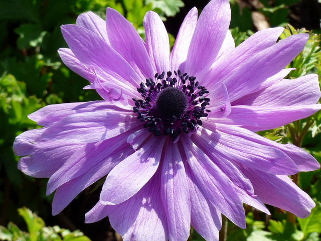 Anemone