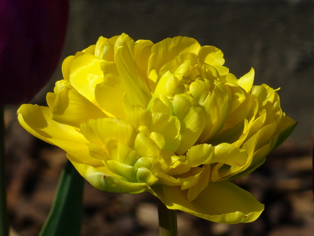 Gefüllte Tulpe