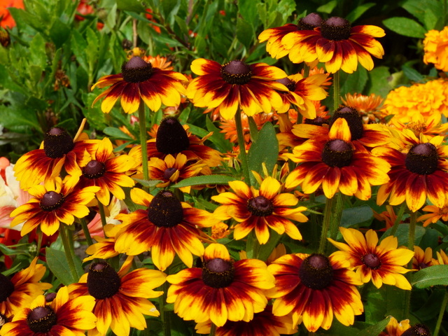 Rudbeckia