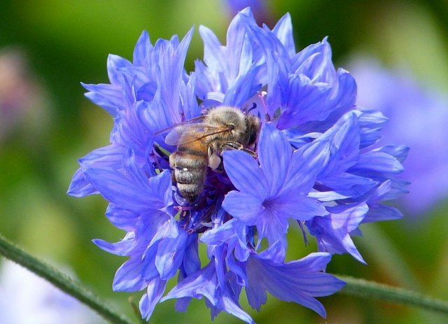 Kornblume mit Biene