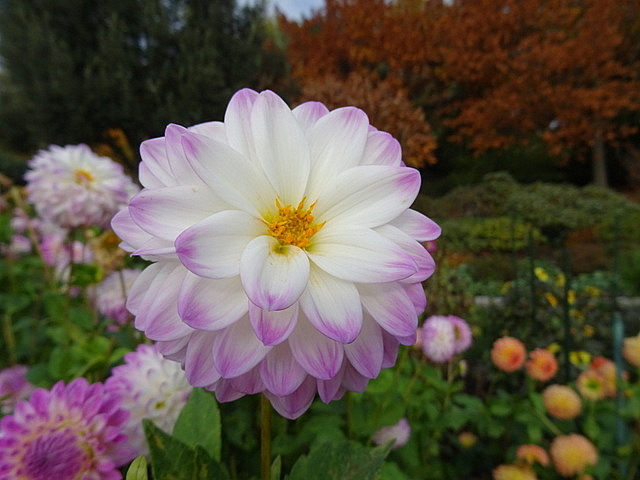 Dahlien
