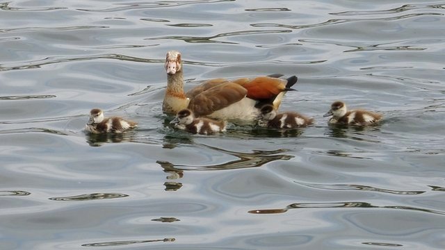 Nilgänse