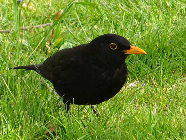 Amsel