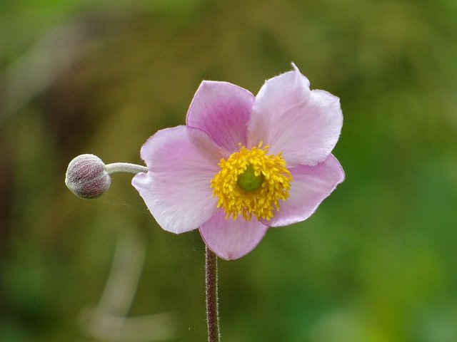 Anemone