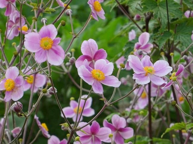 Anemonen