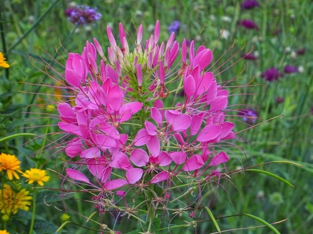 Spinnenblume
