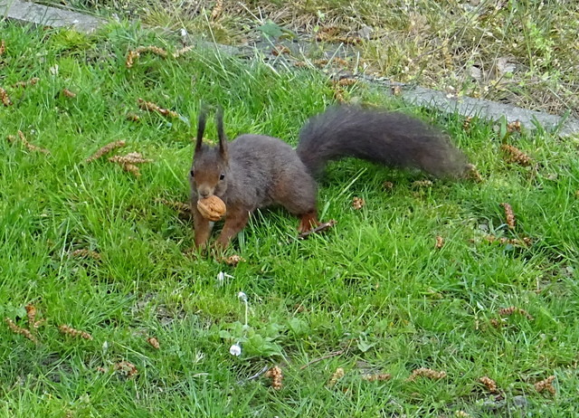 Eichhörnchen mit Nuss
