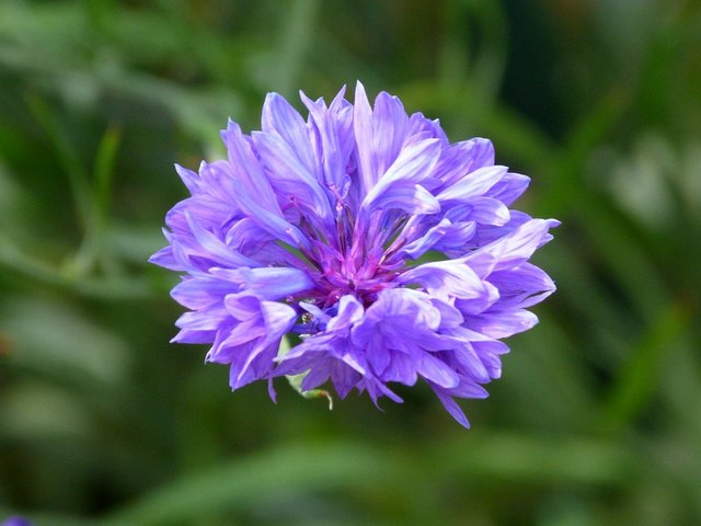 Kornblume