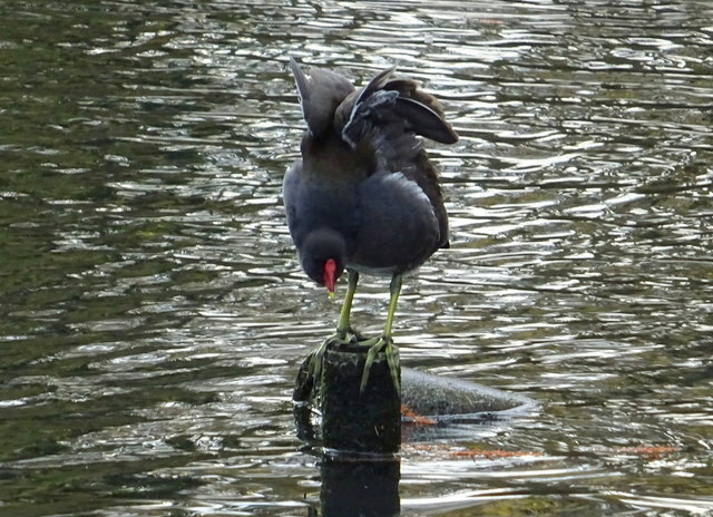 Teichhuhn