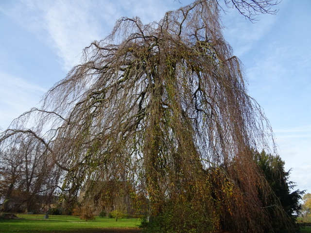 Baum