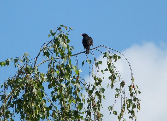 Amsel