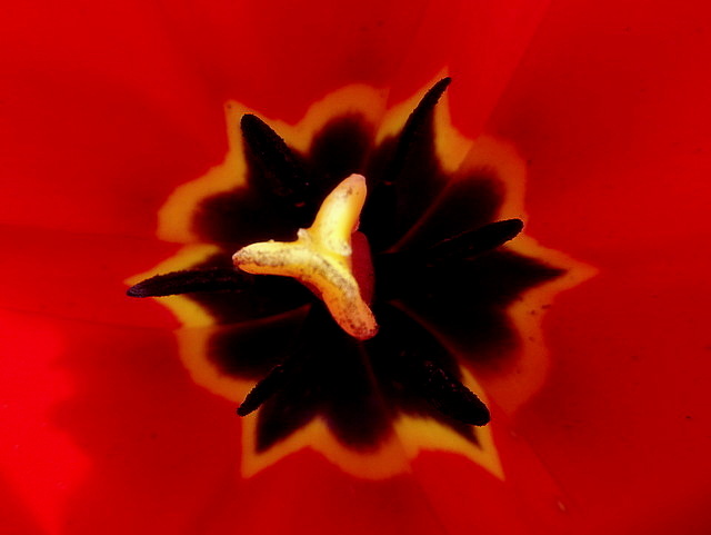 Stempel einer Tulpe