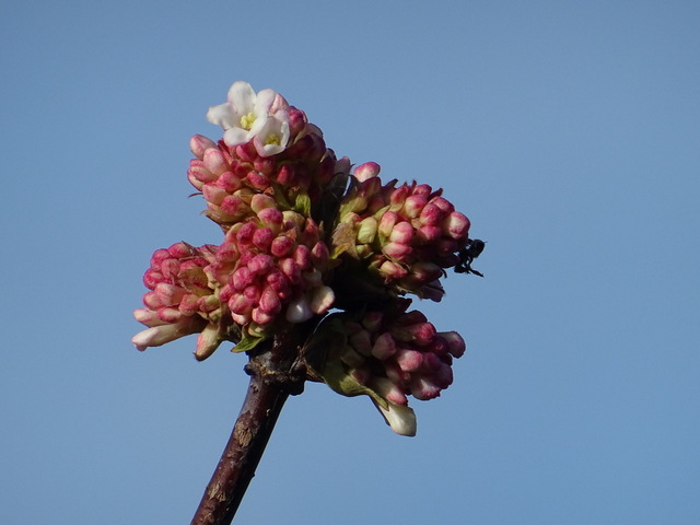Blüte