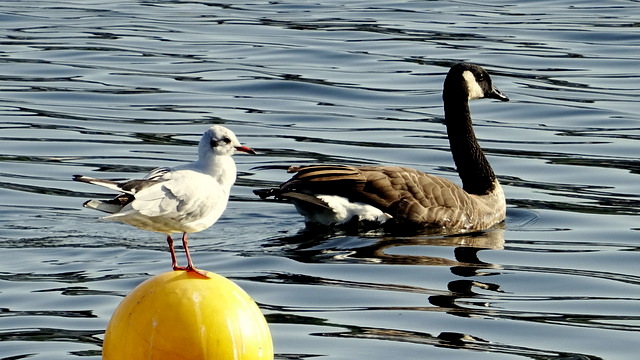 Kanadagans und Möwe