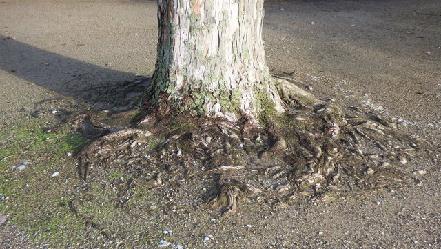 Baumstamm