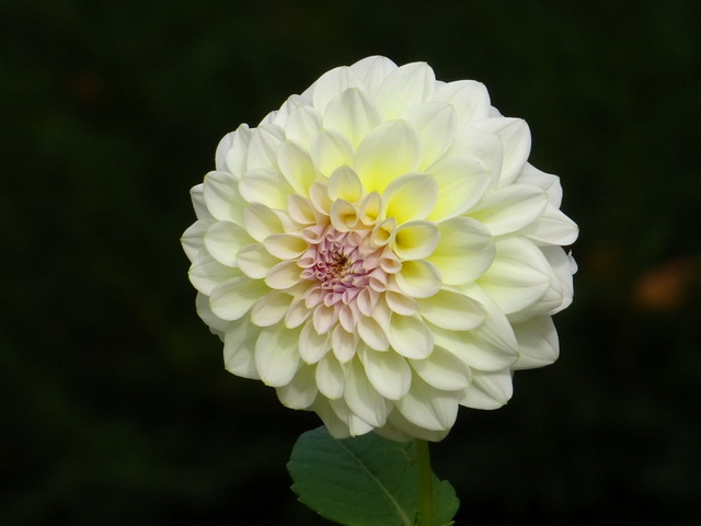Dahlie