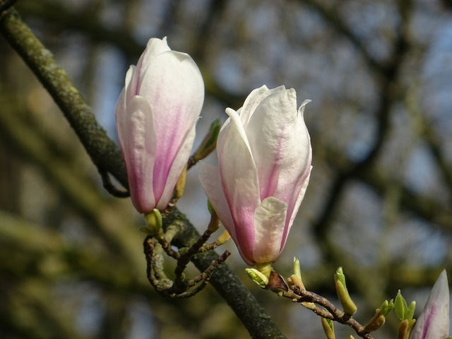 Magnolienblüten