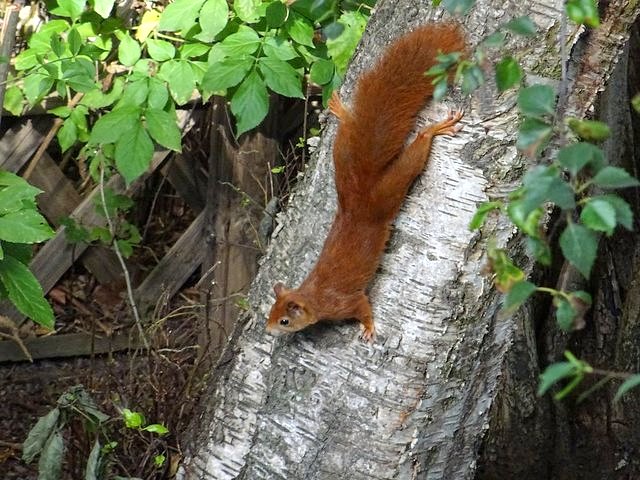 Eichhörnchen