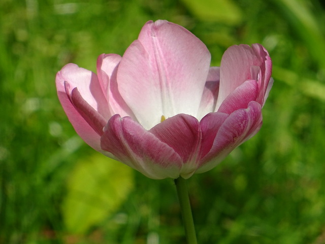 Tulpe