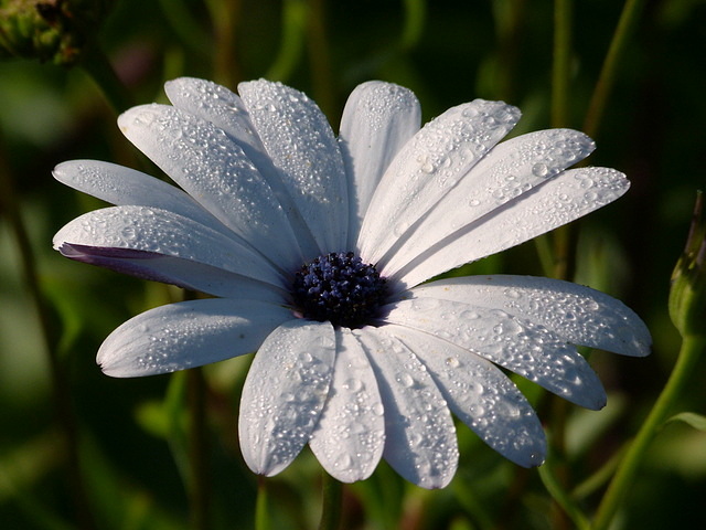 Blüte mit Morgentau