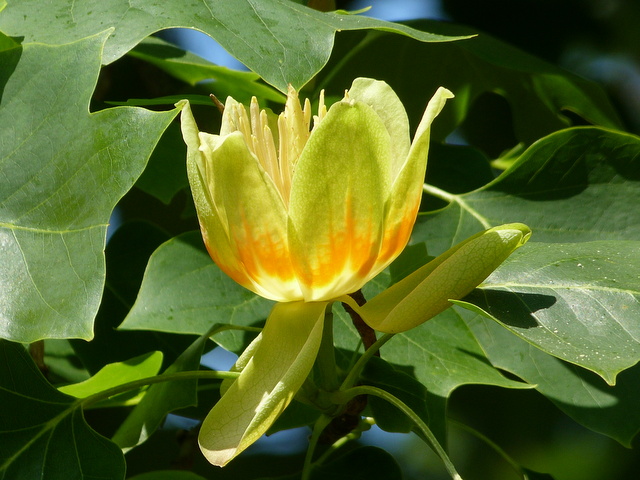 Amerikanischer Tulpenbaum