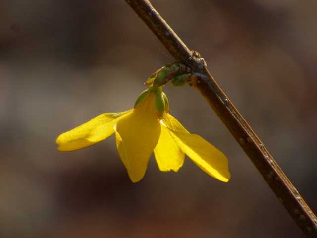 Forsythienblüte