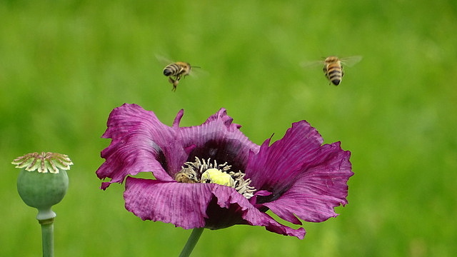 Mohn und Bienen