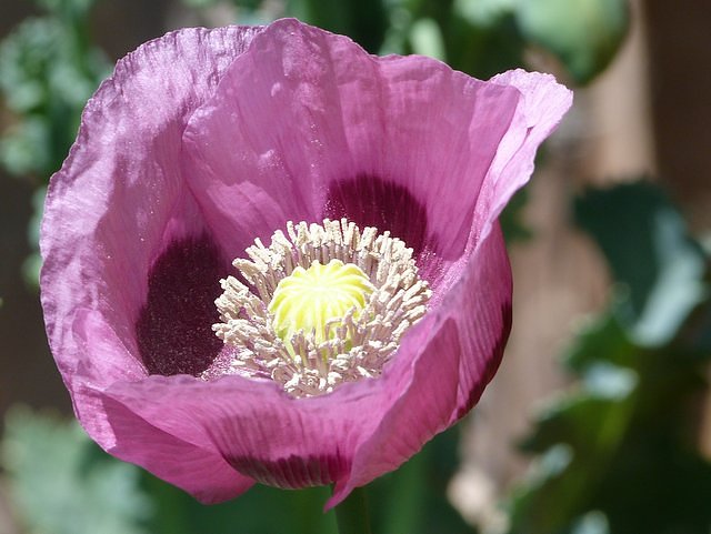 Schlafmohn